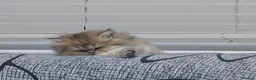 British Shorthair cats for sale: Kitten  - Advert 3
