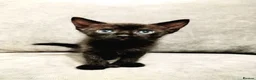 Mixed Breed cats for sale: 2 beautiful kittens: 1 black, 1 tortoiseshell - Advert 2