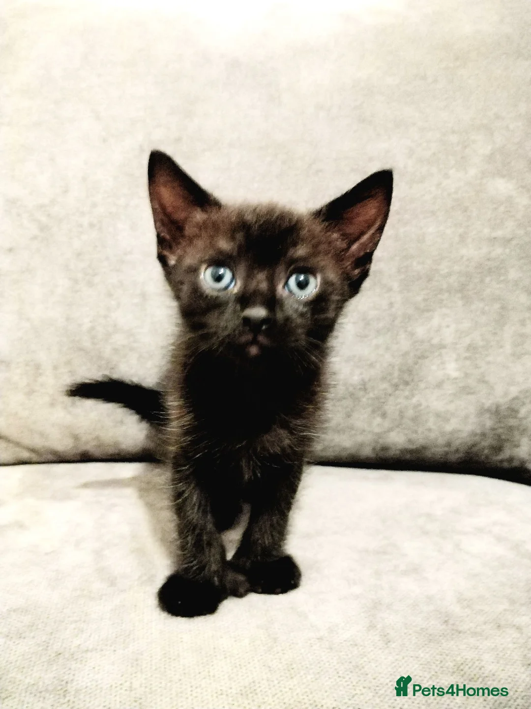 Mixed Breed cats for sale: 2 beautiful kittens: 1 black, 1 tortoiseshell - Advert 2