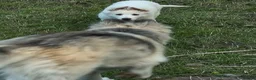 German Shepherd dogs for sale: White German shepherd puppy  in Colne - Advert 14
