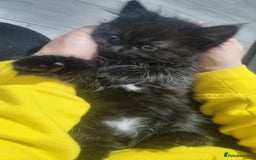 Turkish Angora cats for sale: Beautiful Fluffy Kittens Looking for Loving Homes - Image 32