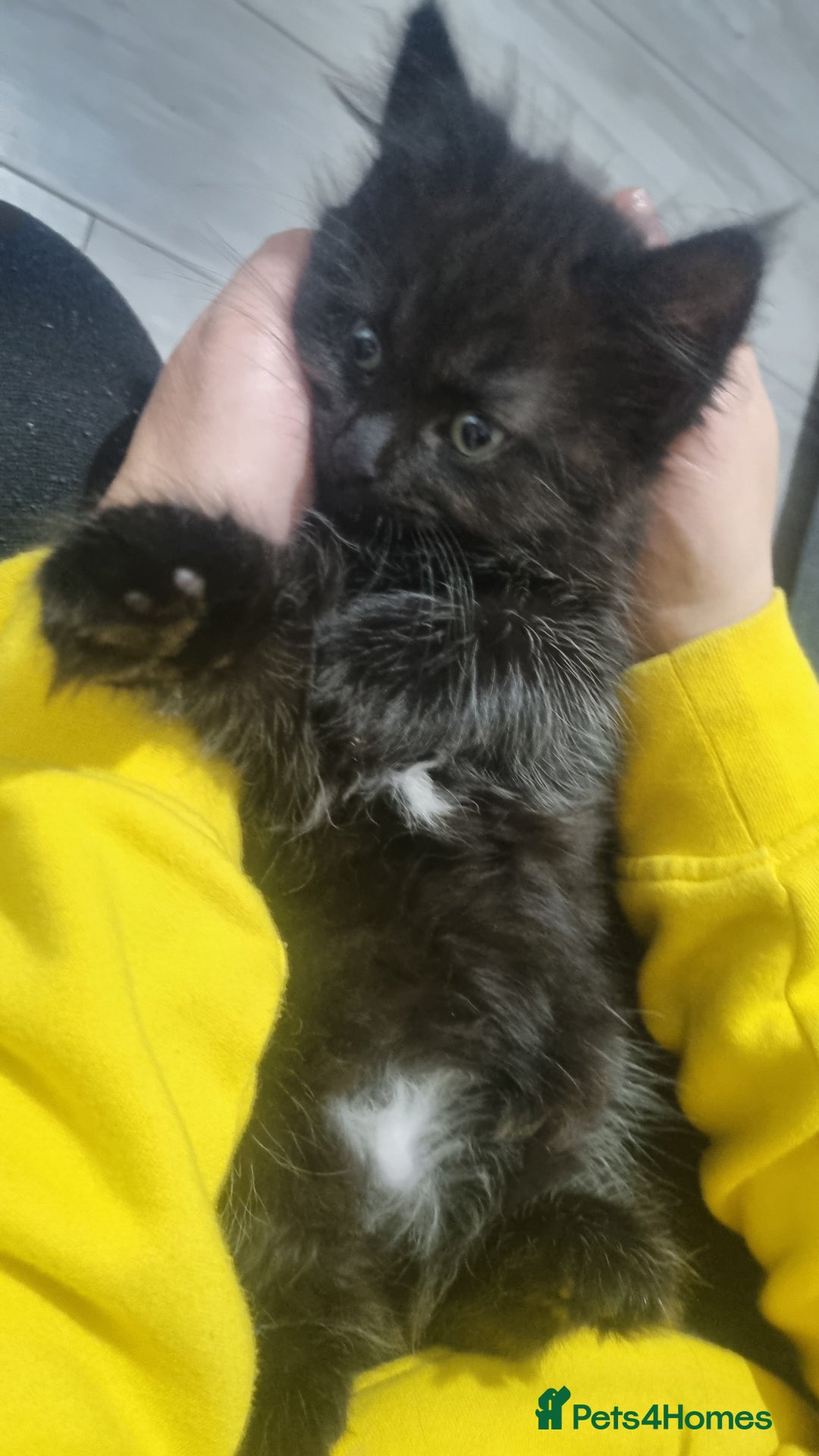 Turkish Angora cats for sale: Beautiful Fluffy Kittens Looking for Loving Homes - Image 32