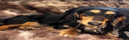 Miniature Dachshund dogs for stud: KC registered Miniature Dachshund Stud Available. - Advert 1