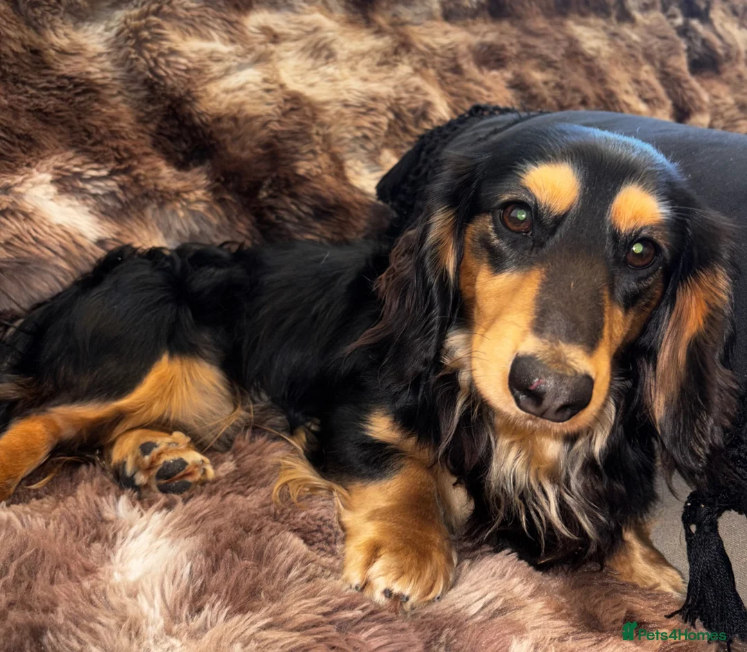 Miniature Dachshund dogs for stud: KC registered Miniature Dachshund Stud Available. - Advert 1