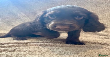 Sprocker dogs - Advert 2