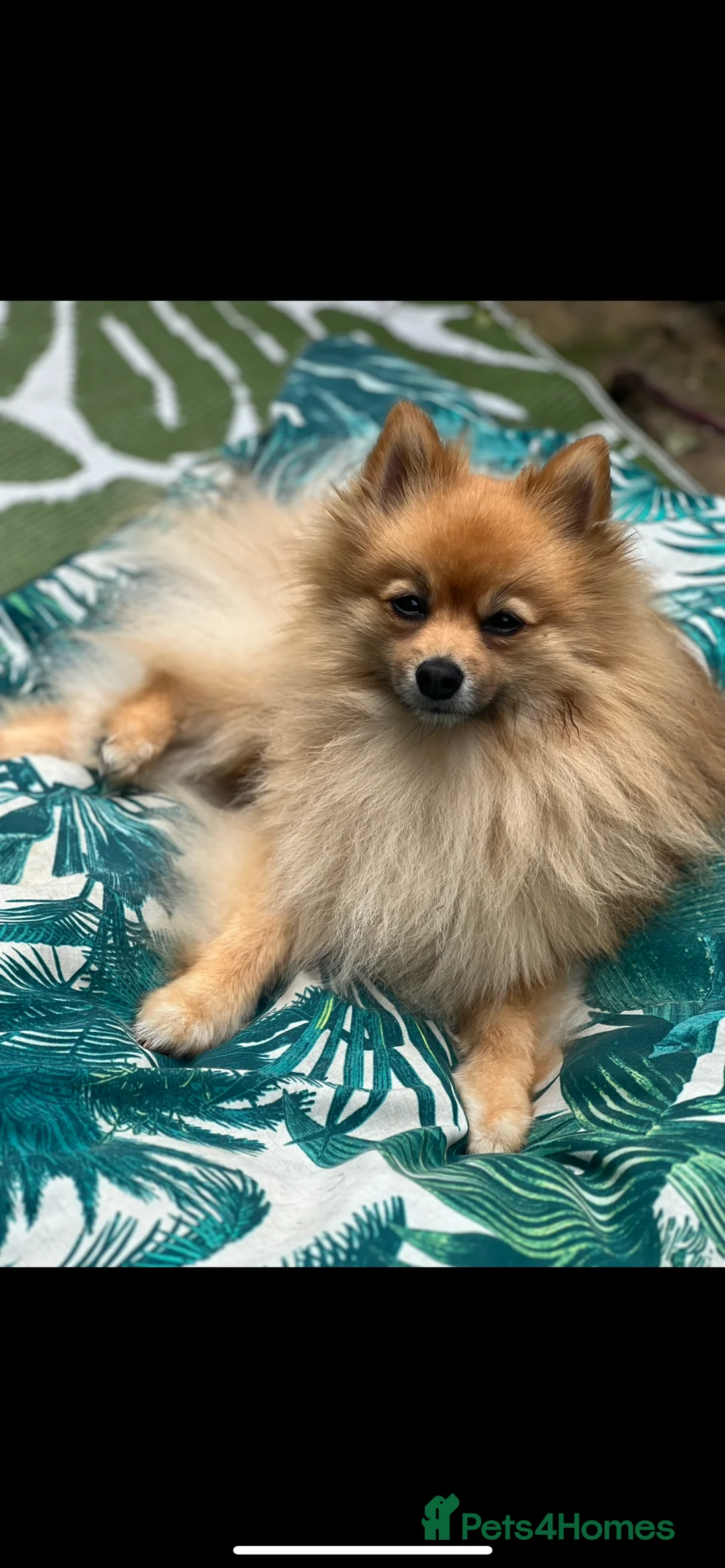 Pomeranian dogs for sale: Pomeranian Puppies - Advert 4