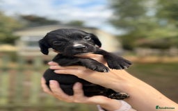 Sprocker dogs for sale: Sprocker Puppies - Image 3