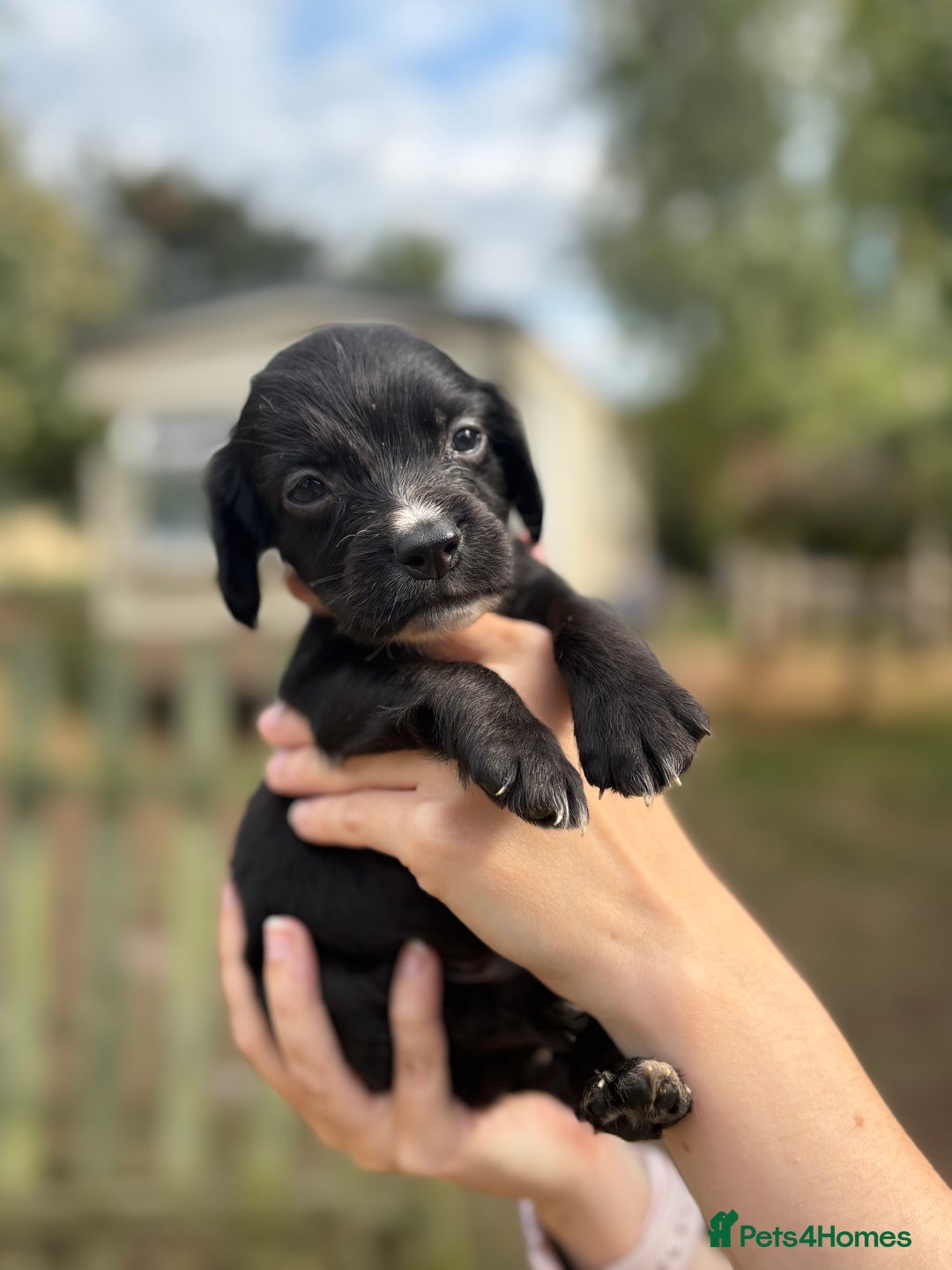 Sprocker dogs for sale: Sprocker Puppies - Image 3