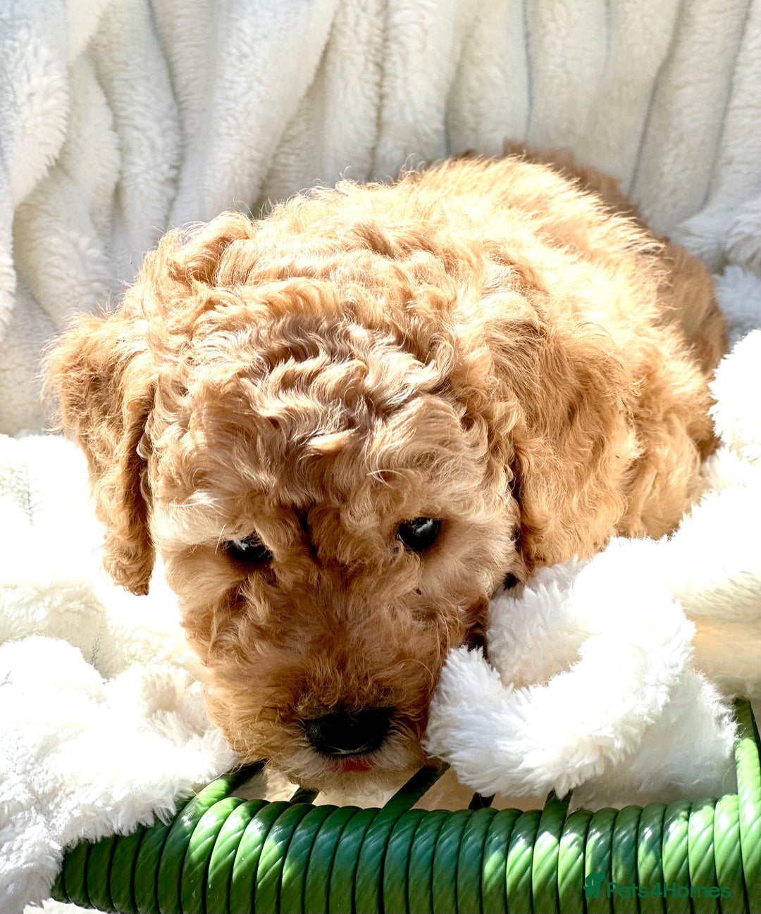 Cockapoo dogs for sale: Mini Cockapoo Puppies Kent - Image 17