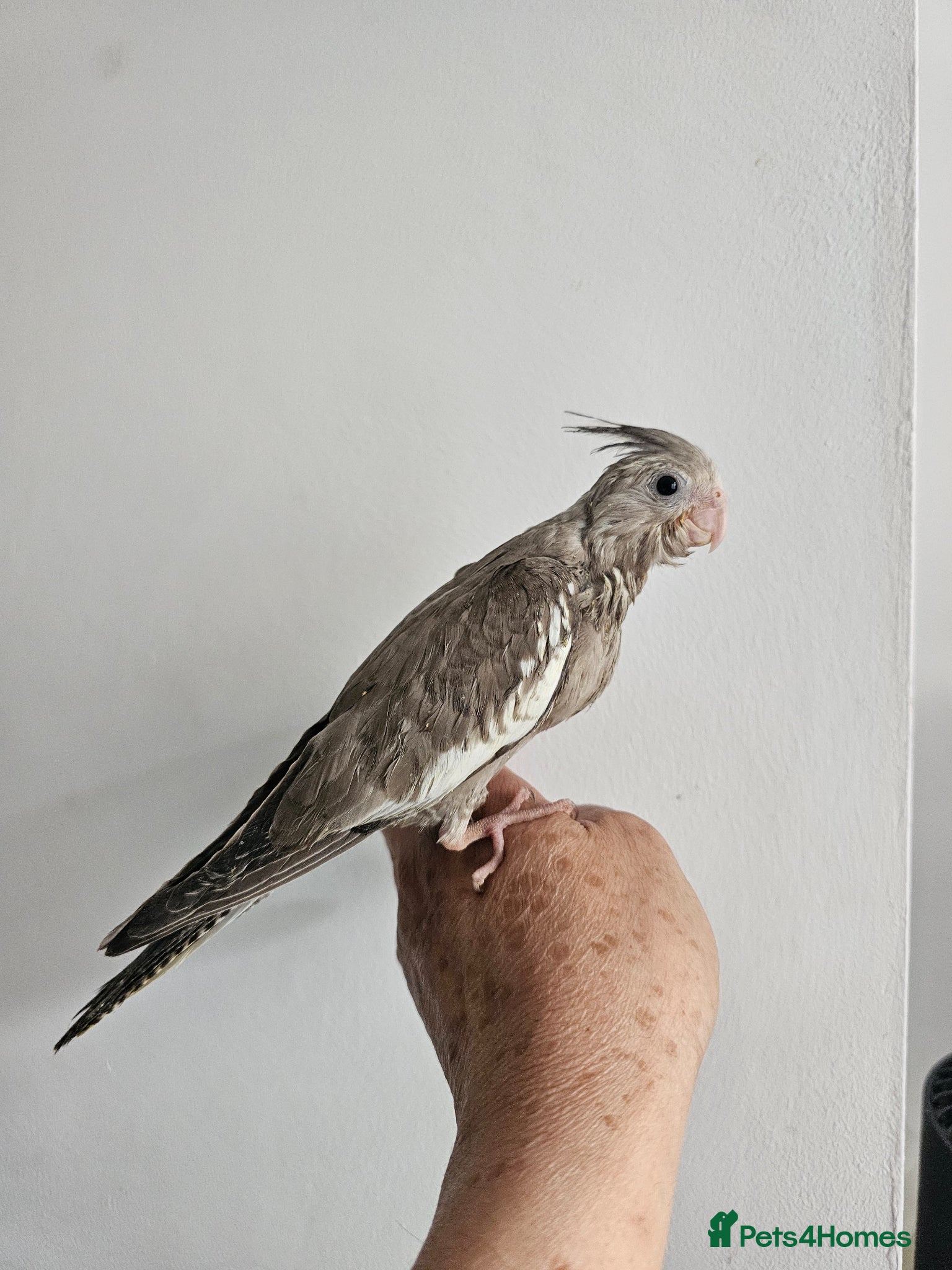 Mixed Breed birds Hand reard baby's  - Advert 1