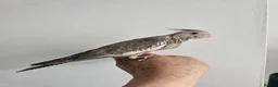 Mixed Breed birds for sale: Hand reard baby's  in Darlington - Advert 1