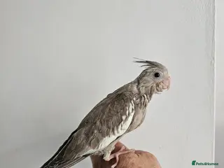 Mixed Breed birds Hand reard baby's - Advert 1