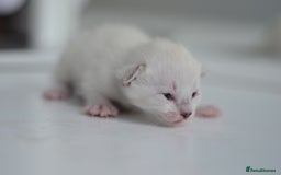 Siamese cats for sale: 🧬F1 BENAMESE KITTENS🧬 1 LITTLE BOY LEFT - Image 4