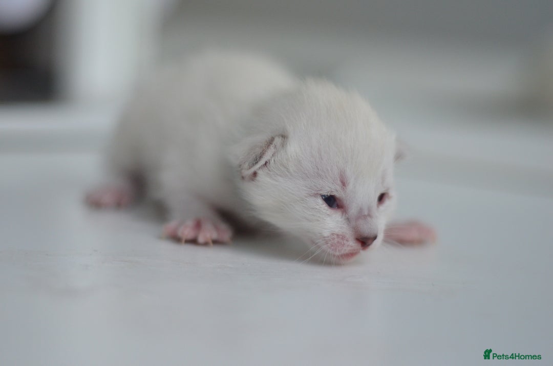 Siamese cats for sale: 🧬F1 BENAMESE KITTENS🧬 1 LITTLE BOY LEFT - Image 4