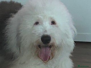 Old English Sheepdog dogs in Middlesbrough - Advert 2