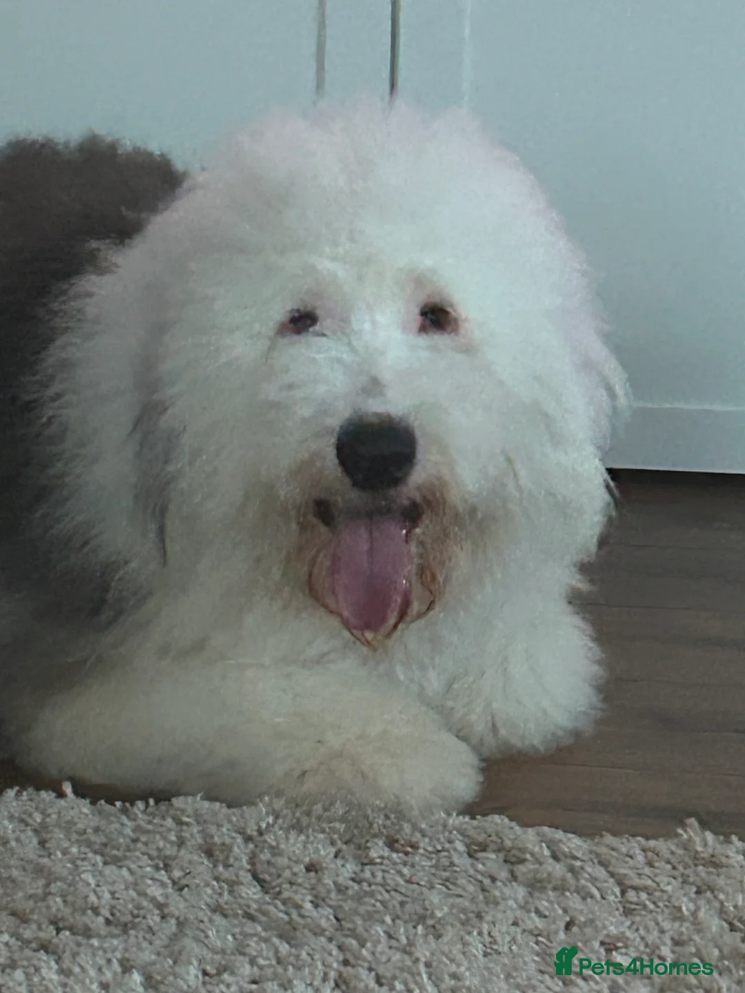 Old English Sheepdog dogs for stud: Proven Old English sheep dog for stud in Middlesbrough - Advert 3