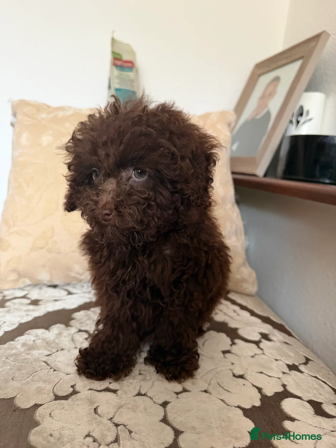 Cavapoo dogs for sale: (2 left) Beautiful toy Cavapoo puppies for sale - Advert 3
