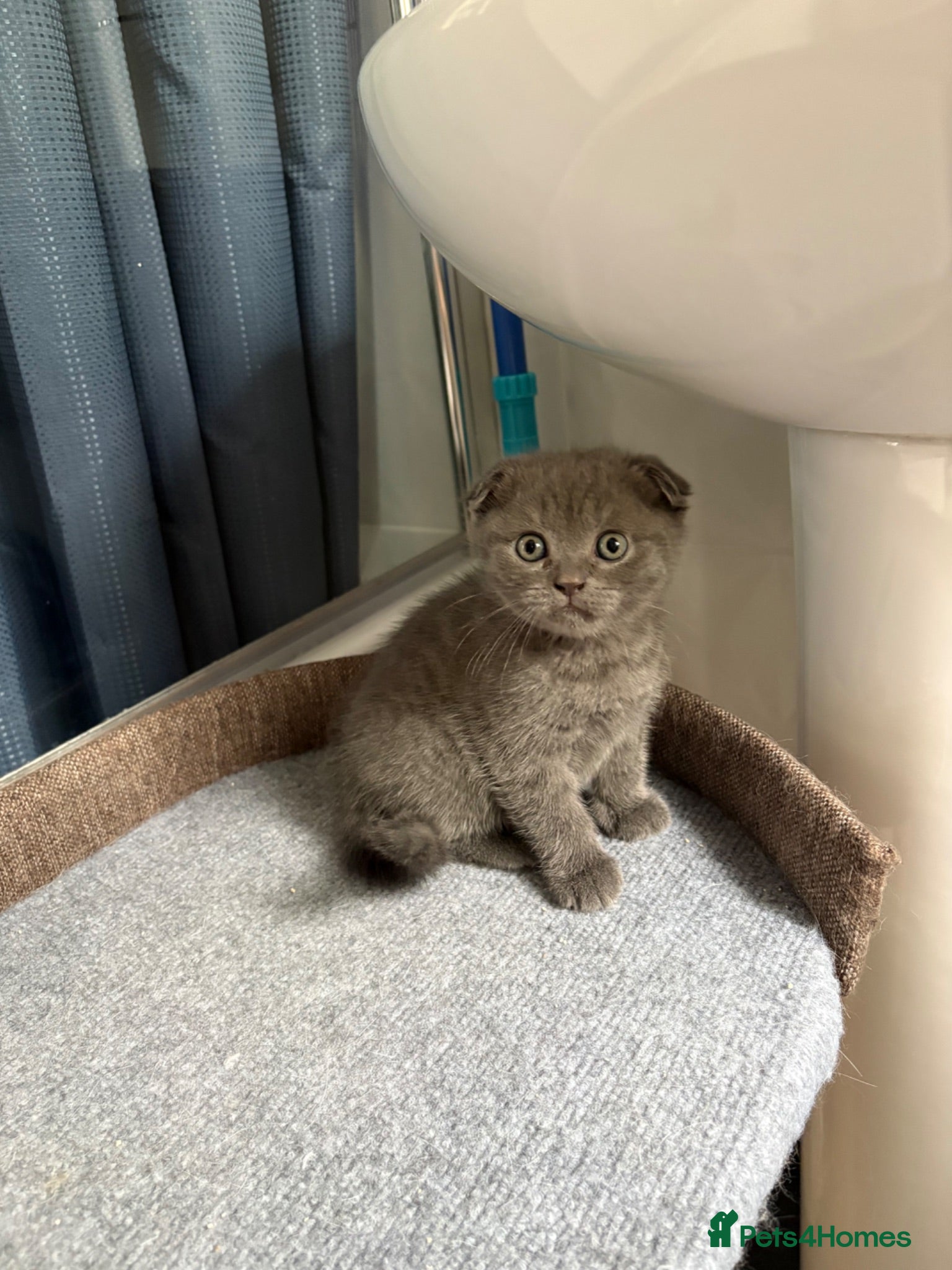 Scottish Fold cats Last 3 Scottish Fold/Straight kittens - Advert 10