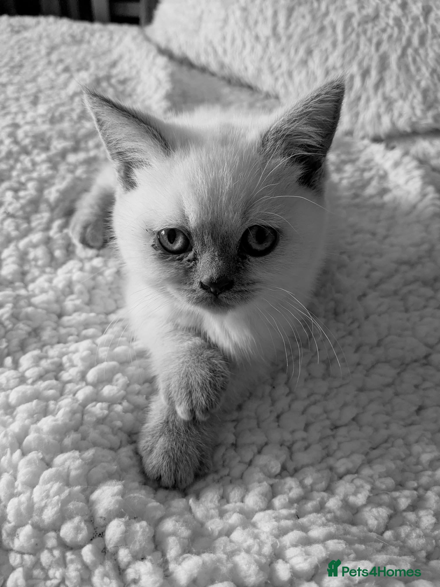British Shorthair cats stunning final lilac point girl  - Advert 1