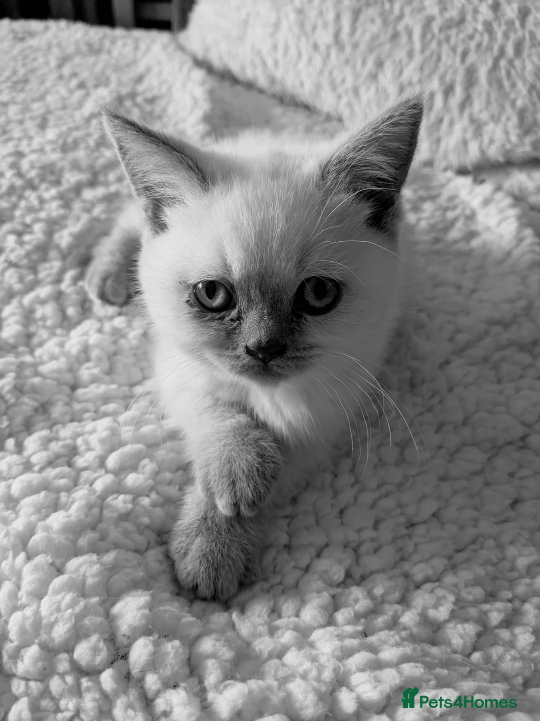 British Shorthair cats for sale: stunning final lilac point girl  - Advert 1