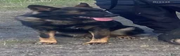 German Shepherd dogs for sale: DDR GERMAN SHEPHARD - Advert 5