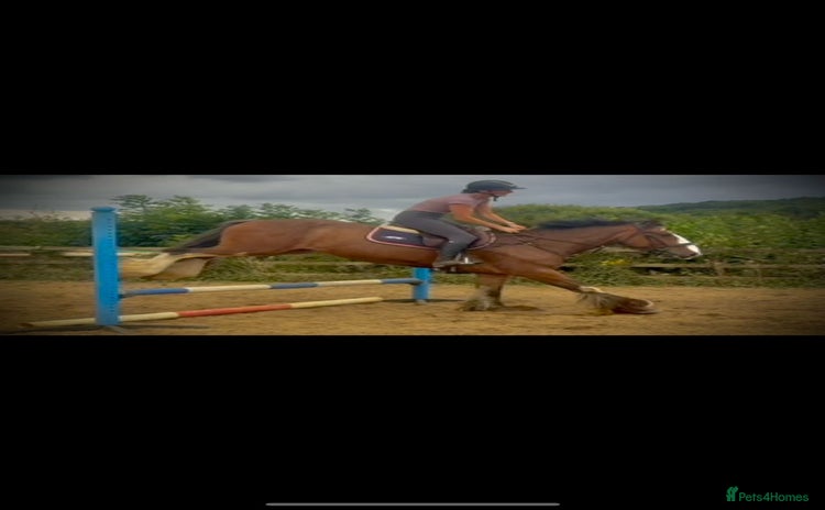 Irish Cob horses - Advert 2