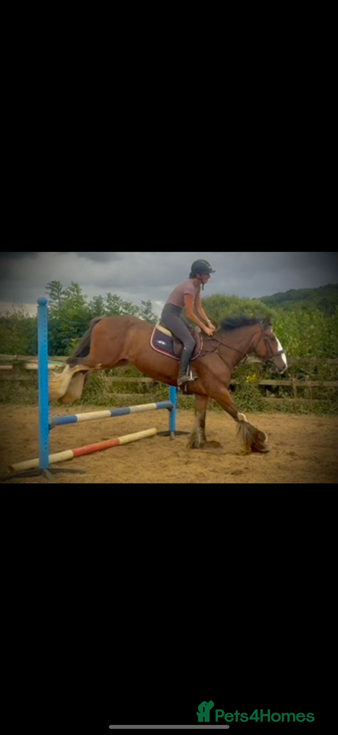 Irish Cob horses for sale: Liam the super cob - Image 1