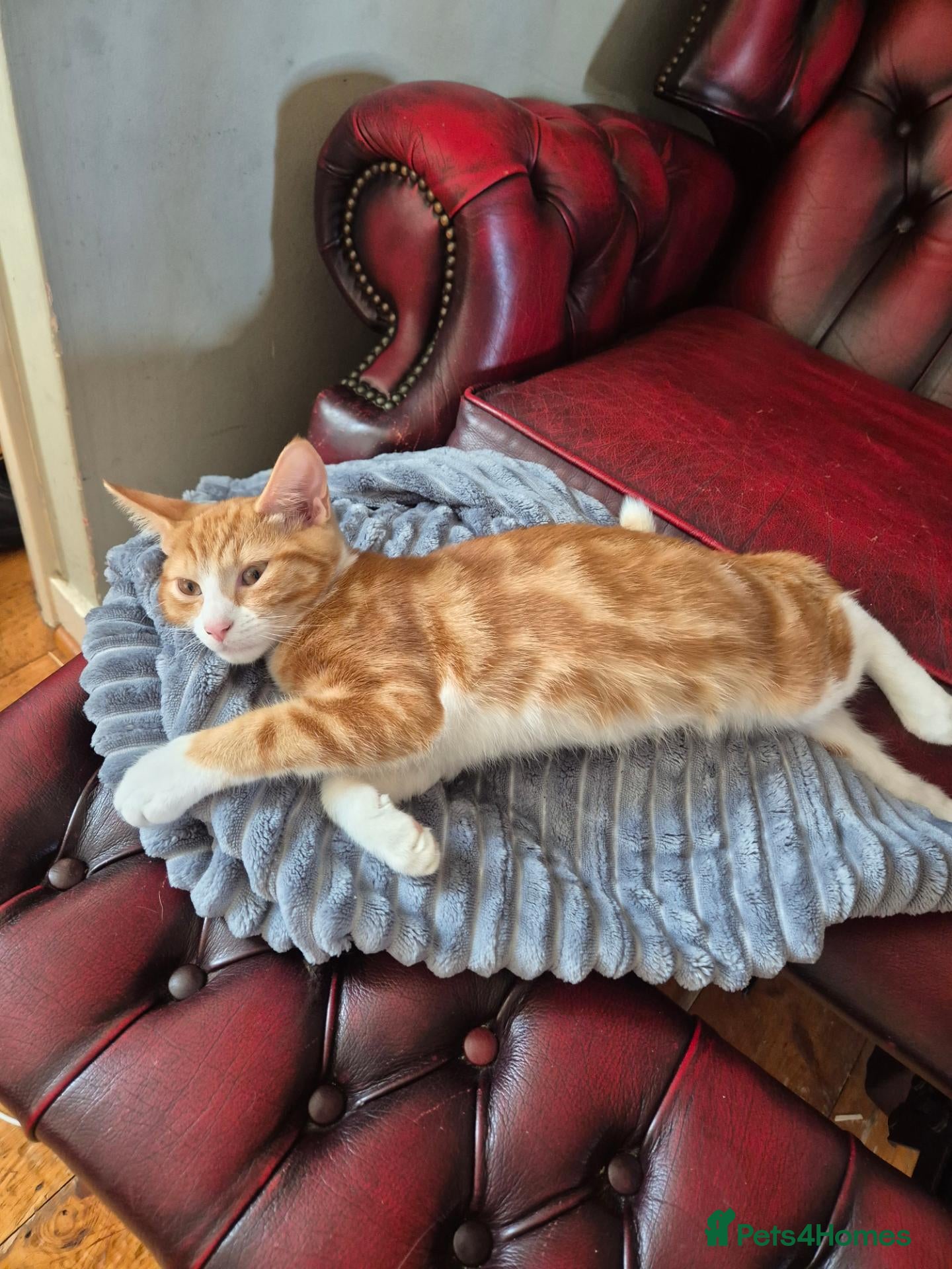 Mixed Breed cats Kittens:2 ginger/white girls, 1 calico girl, 2 Tux - Advert 1