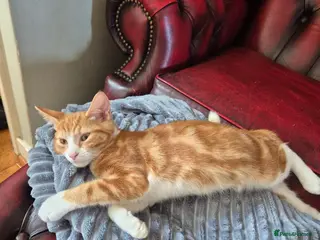 Mixed Breed cats Kittens:2 ginger/white girls, 1 calico girl, 2 Tux - Advert 1