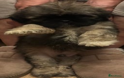 Shih Tzu dogs for sale: Shih Tzu puppies  - Image 2