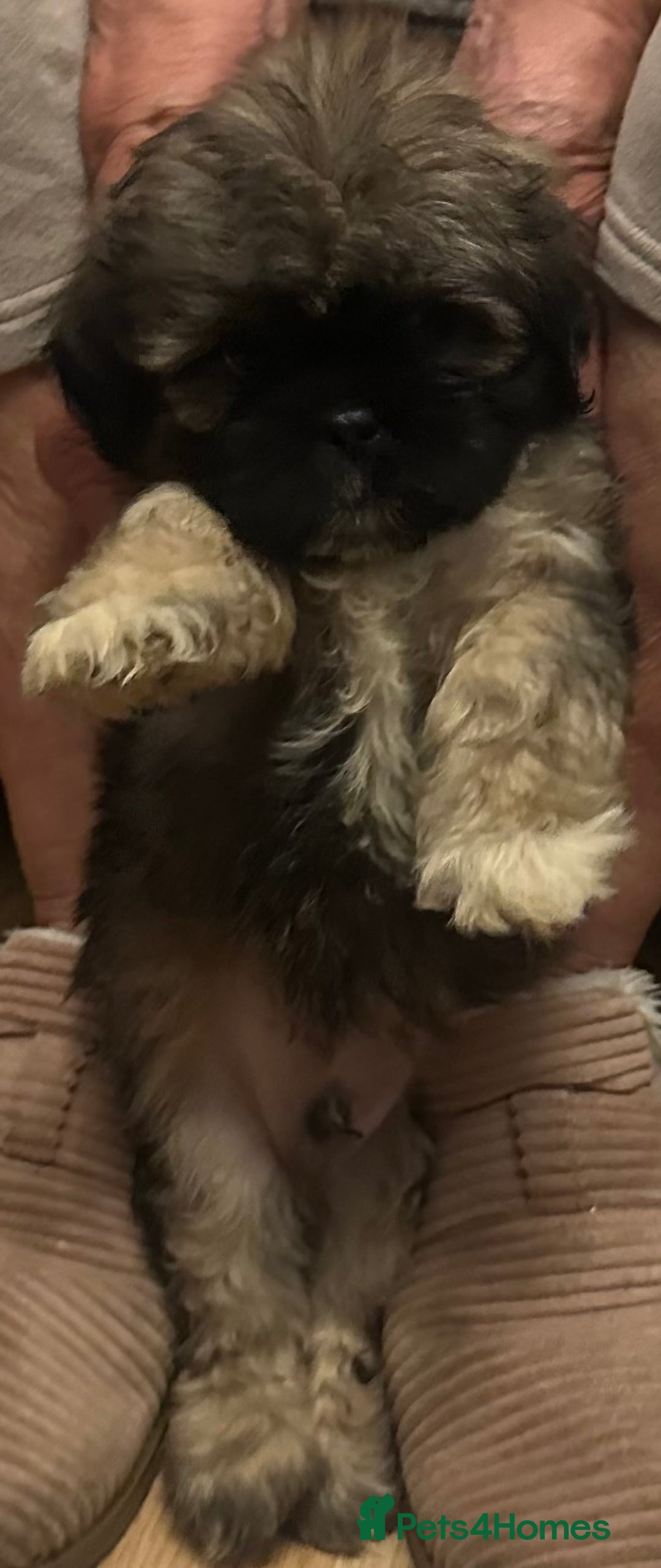 Shih Tzu dogs for sale: Shih Tzu puppies  - Image 2