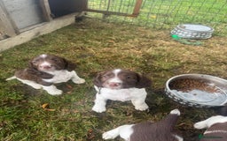 English Springer Spaniel dogs for sale: Stunning springer spaniel puppies for sale  - Image 8