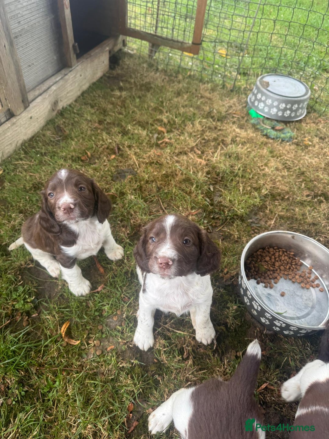 English Springer Spaniel dogs for sale: Stunning springer spaniel puppies for sale  - Image 8
