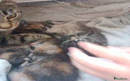 Mixed Breed cats for sale: Kittens in Newbiggin-by-the-Sea - Image 2