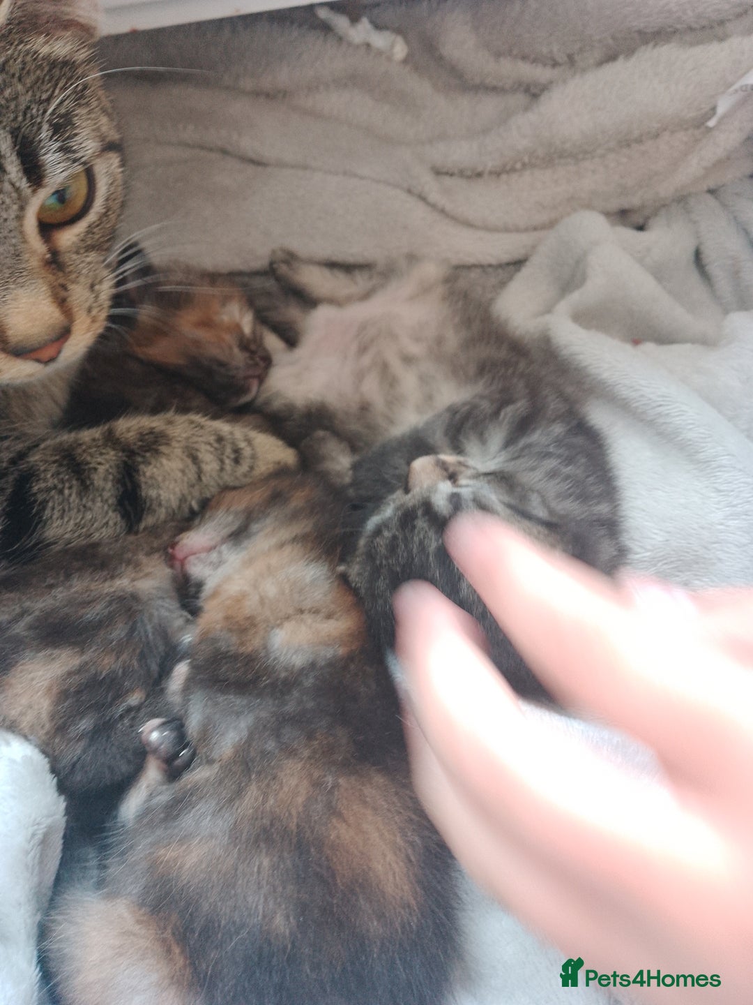 Mixed Breed cats for sale: Kittens in Newbiggin-by-the-Sea - Image 2