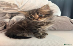 Brazilian Shorthair cats for sale: Kittens Breed From Brazilian Short Haired Mum  - Image 9