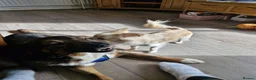 Mixed Breed dogs for adoption: Meet Ahab, currently residing in Somerset - Advert 3