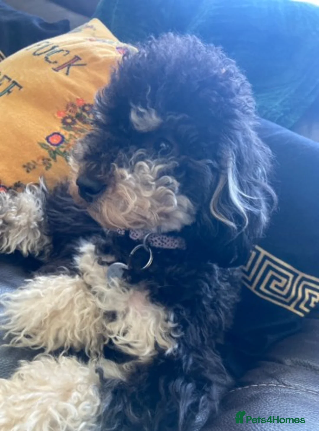 Toy Poodle dogs for sale: Toy poodle puppies for sale - Advert 7