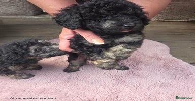 Mixed Breed dogs - Advert 15