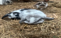 Mini Lop rabbits for sale: 6 Baby lops for sale - Image 3