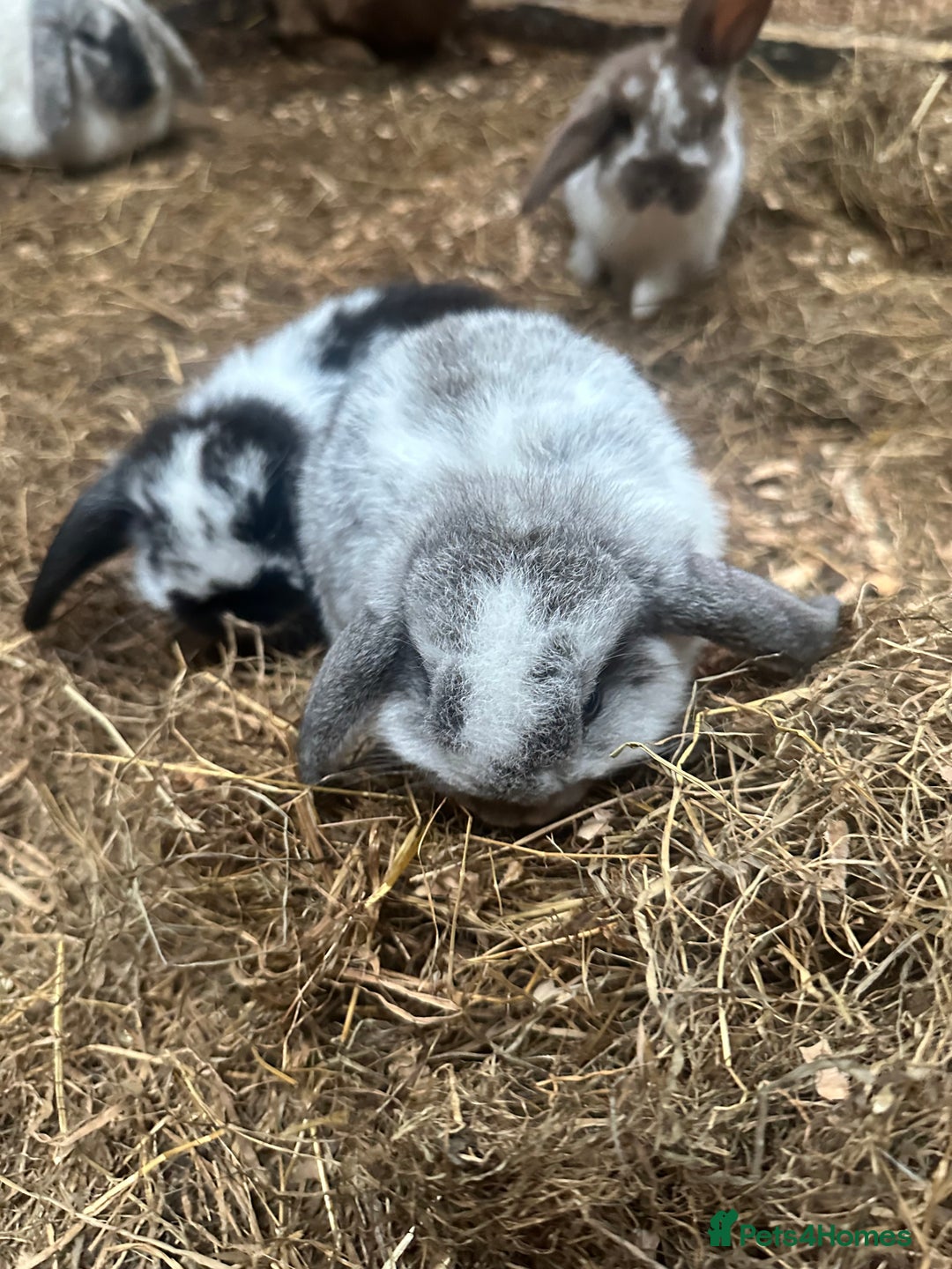Mini Lop rabbits for sale: 6 Baby lops for sale - Image 3