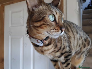 Bengal cats - Advert 18