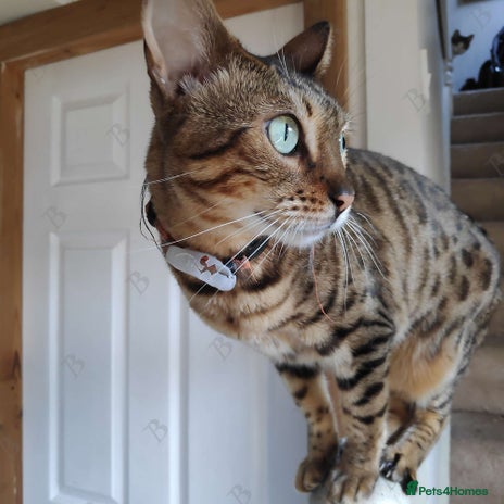 Bengal cats - Advert 13