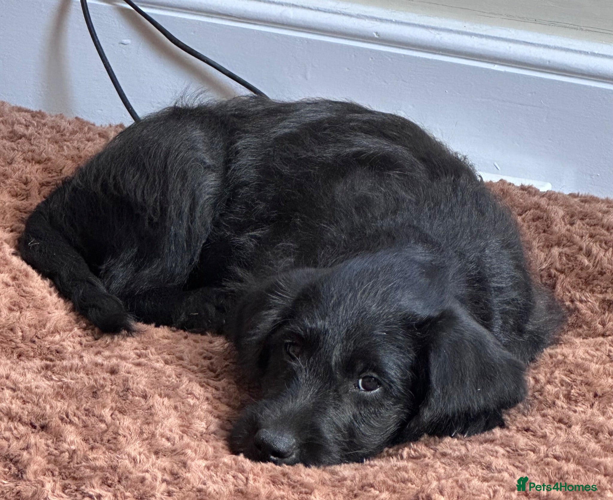 Labradoodle dogs Last gorgeous labradoodle puppy. Such a treasure! - Advert 2