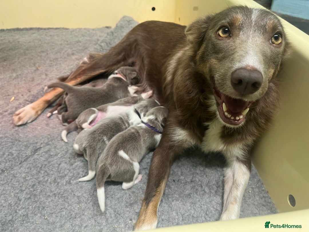Border Collie dogs for sale: Fully health tested lilac and white kcreg puppies  - Image 2