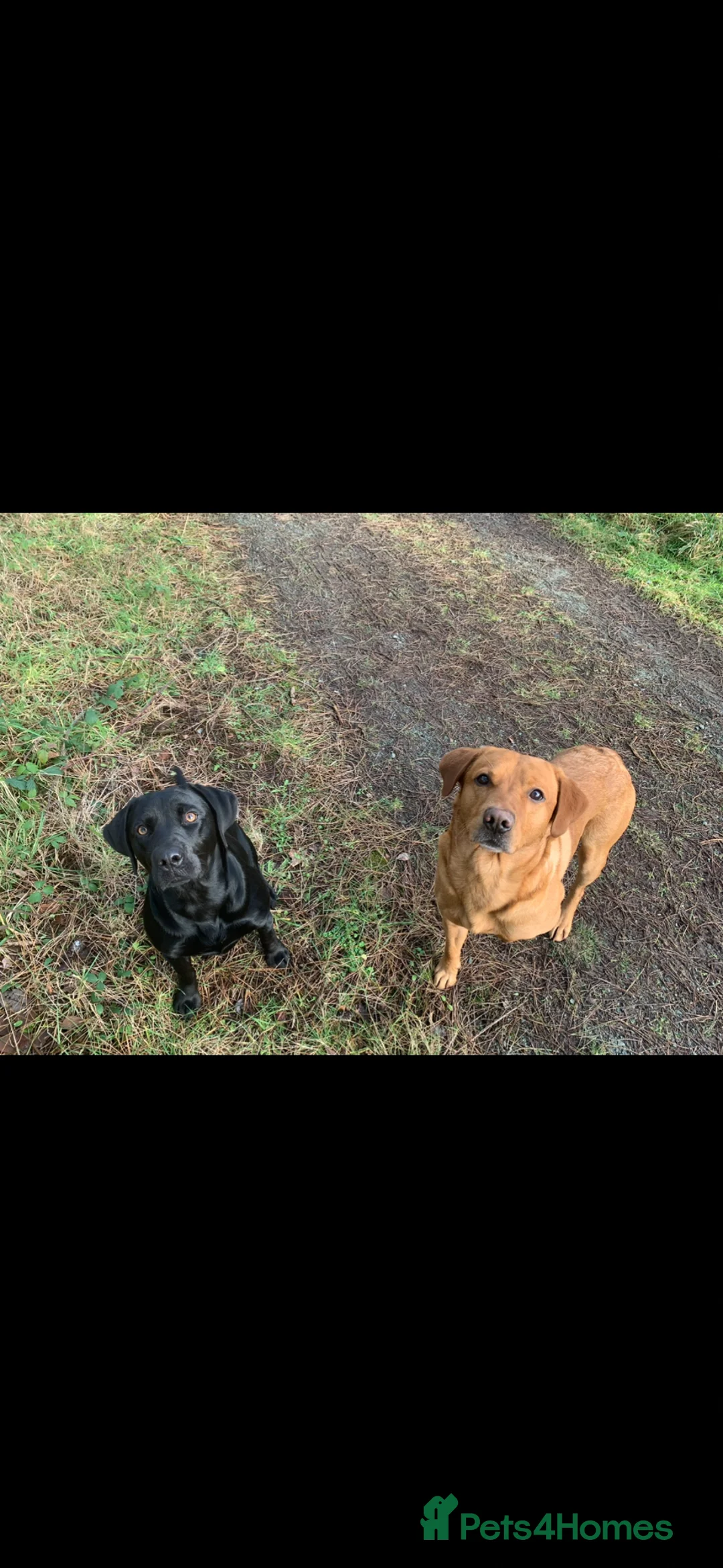 Labrador Retriever dogs for sale: Labrador puppies ready to go this weekend in Ruthin - Advert 5