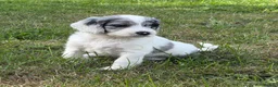 Sproodle dogs for sale: ✨ Premium Rare F1 Sproodle Pups – Champion Lines ✨ - Advert 14