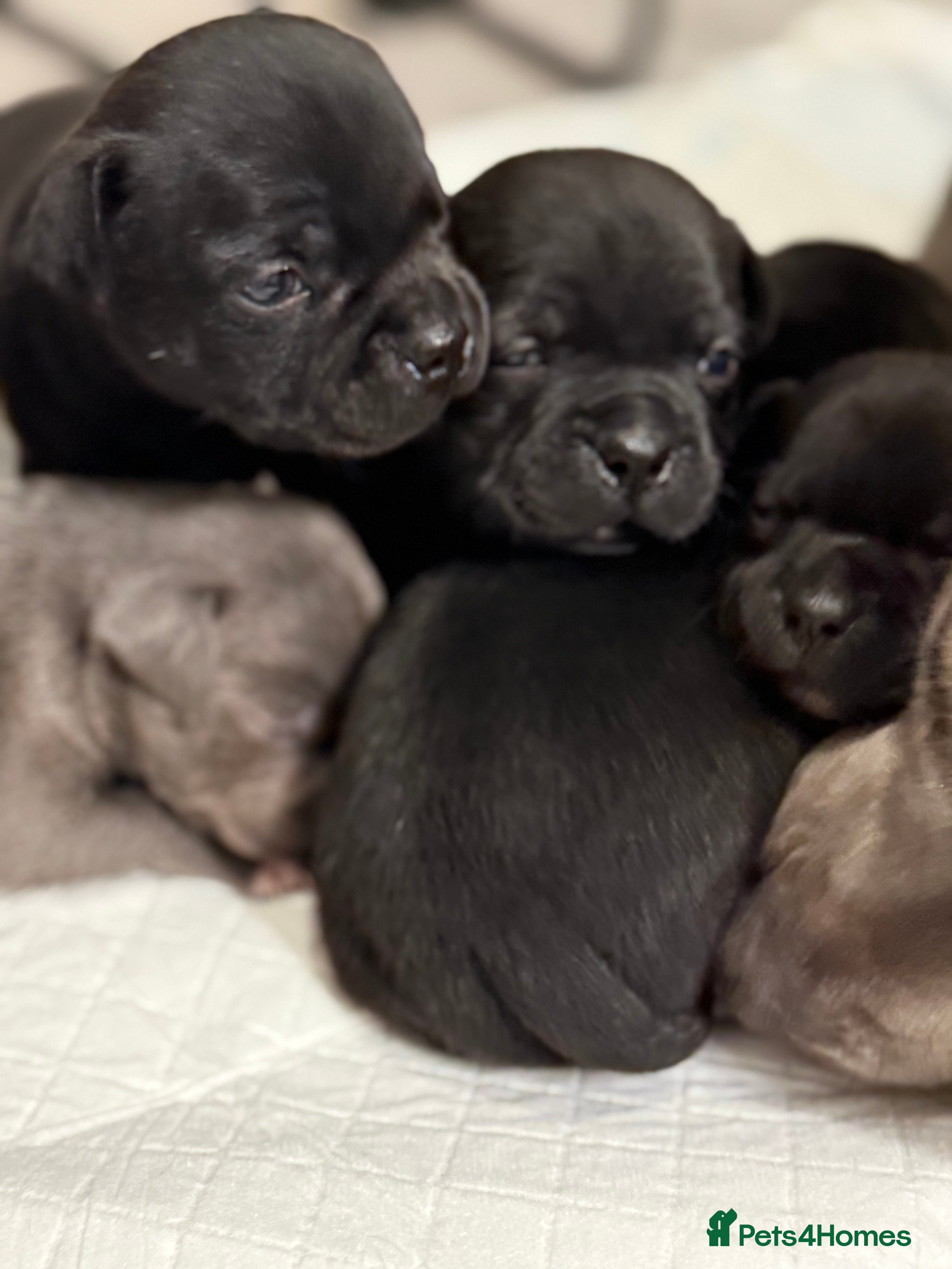 Staffordshire Bull Terrier dogs Staffordshire bull terrier puppies kc papered - Advert 1