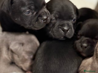 Staffordshire Bull Terrier dogs Staffordshire bull terrier puppies kc papered - Advert 1