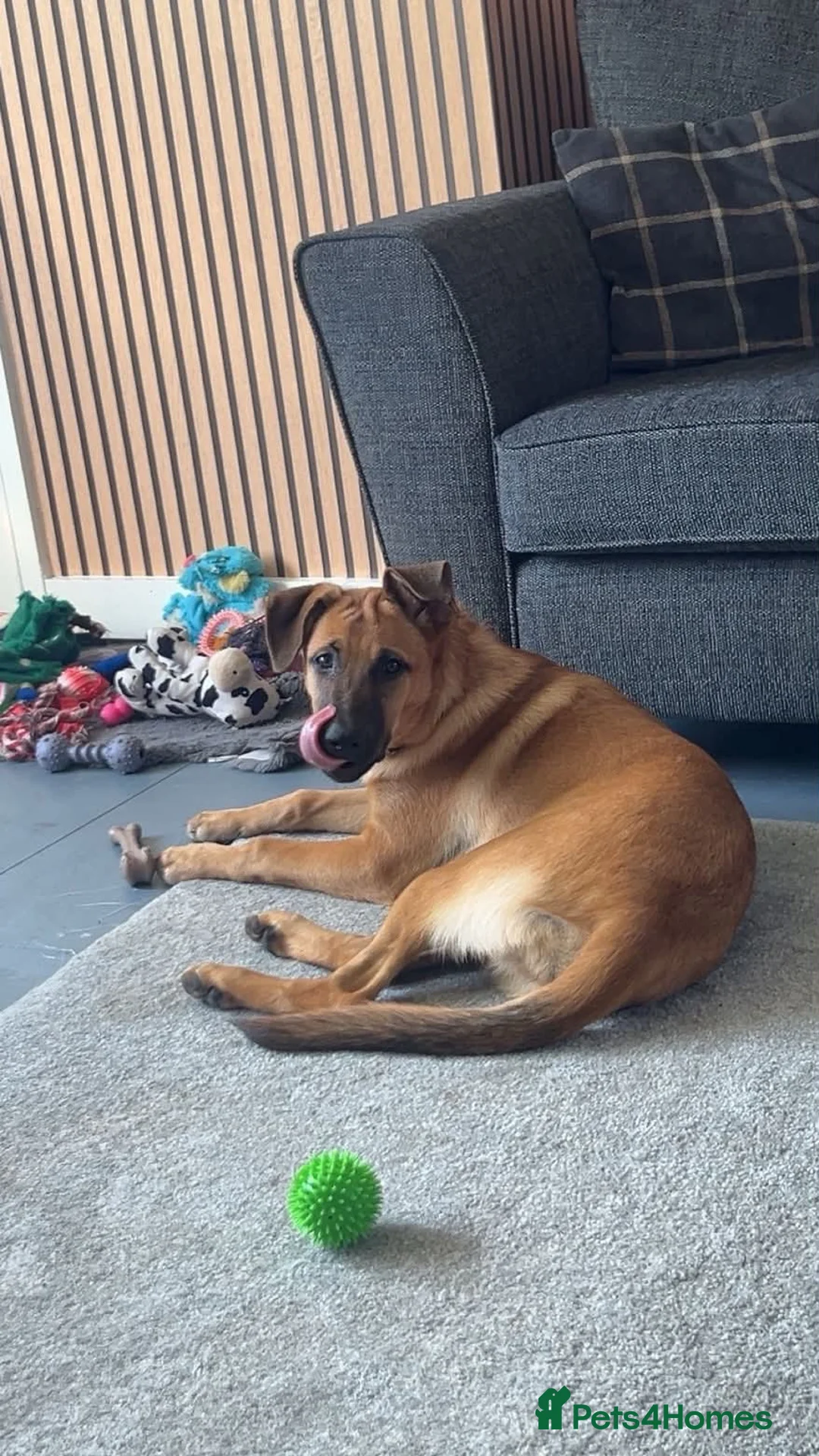 Mixed Breed dogs for sale: Final Belgian Malinois cross pup left  - Advert 6